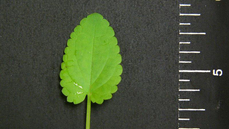 Florida betony leaf margin.