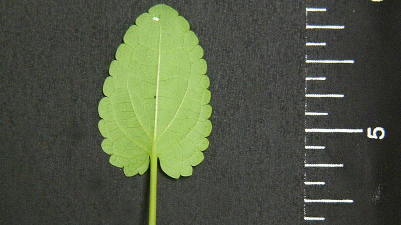 Florida betony leaf margin.