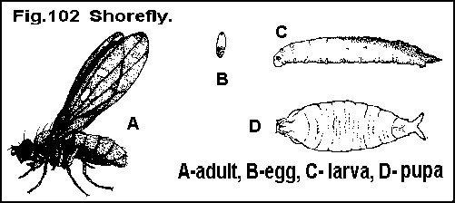 Figure 102. Shore fly. A. Adult. B. Egg. C. Larva. D. Pupa.