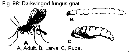 Figure 98. Full view, Darkwinged fungus gnat. A. Adult. B. Larva