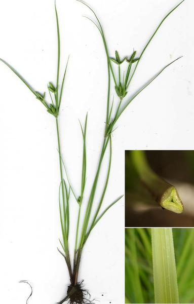 Photo of a sedge and zoomed photos of cut stems