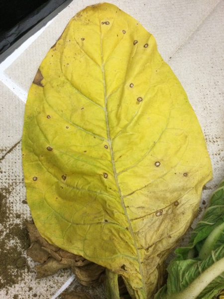 frog eye leaf spots