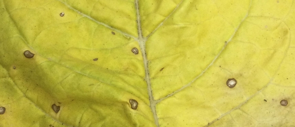 Figure 2. Frogeye leaf spot lesions