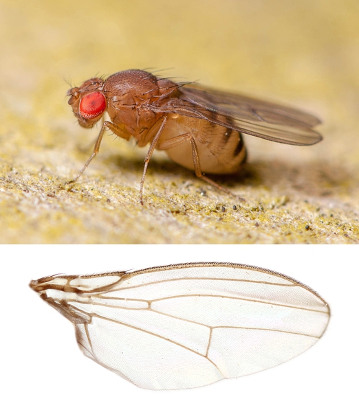 Photo of a live fruit fly and it's wing showing the venation