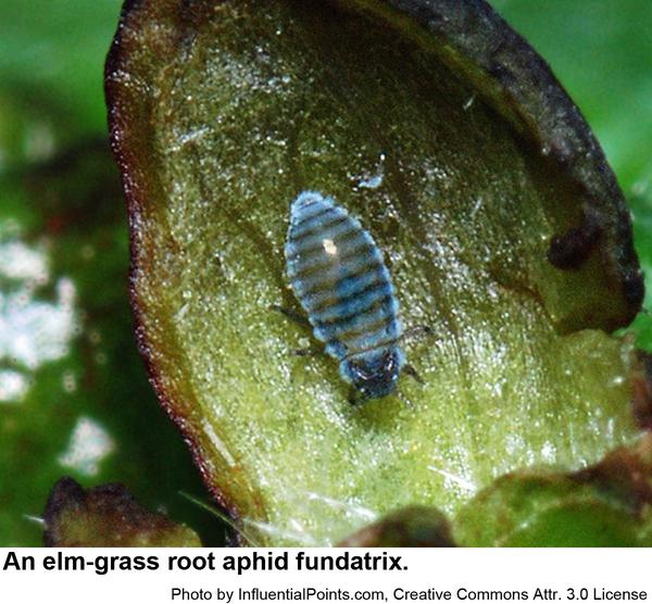 Photo of an elm-grass root aphid fundatrix inside her sack gall