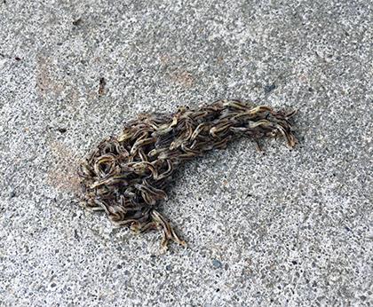 fungus gnat larvae moving from waterlogged mulched area