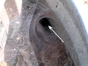 Figure 1. Some spiders build funnel-shaped webs on the ground, n