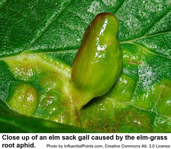 Photo of an elm sack gall