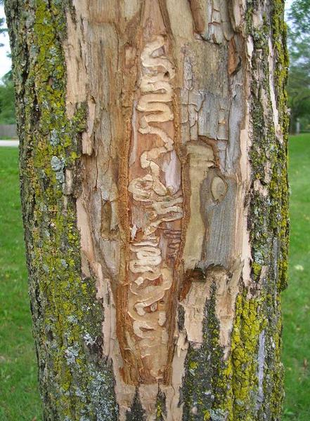 bark removed, revealing serpentine paths left by EAB