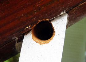 Figure 2. Carpenter bee nest entrance in porch picket.