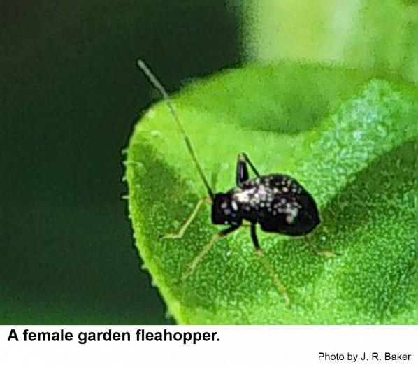 A female garden fleahopper.