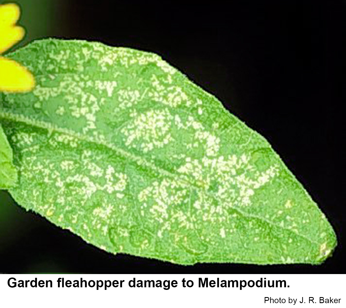 Garden fleahopper damage to Melampodium.