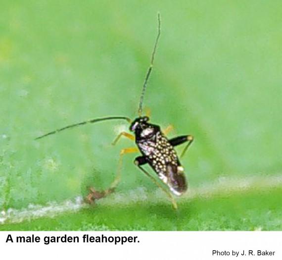 A male garden fleahopper. 