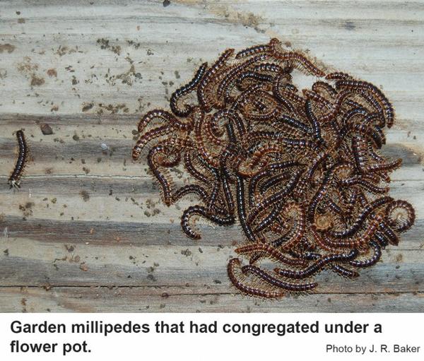 Pile of garden millipedes