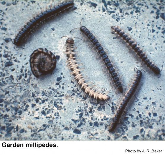 Garden millipedes are about an inch long.