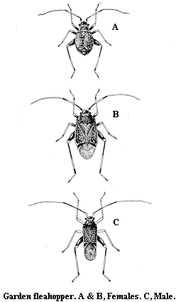 Garden fleahopper. A-B. Females. C. Male.