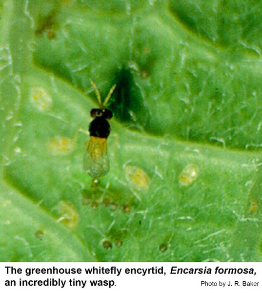 Encarsia formosa is a tiny wasp