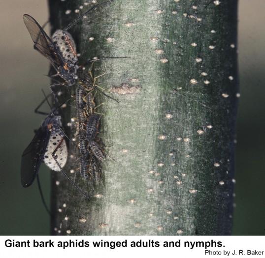 Winged adults and nymphs on bark.