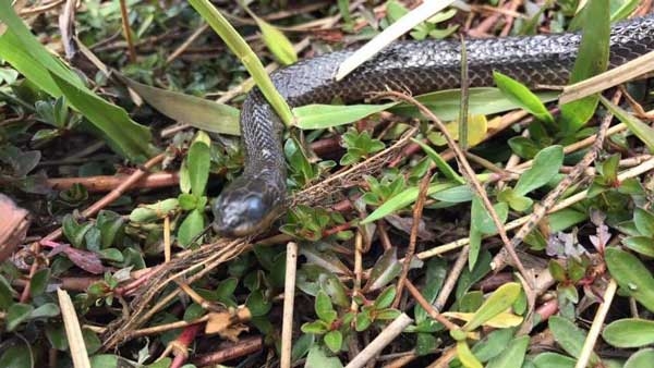 Glossy brown snake with rough scales and dark yellow-brown lips.