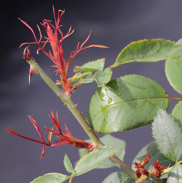 stunted, buds, strap-shaped leaves with darker red pigmentation