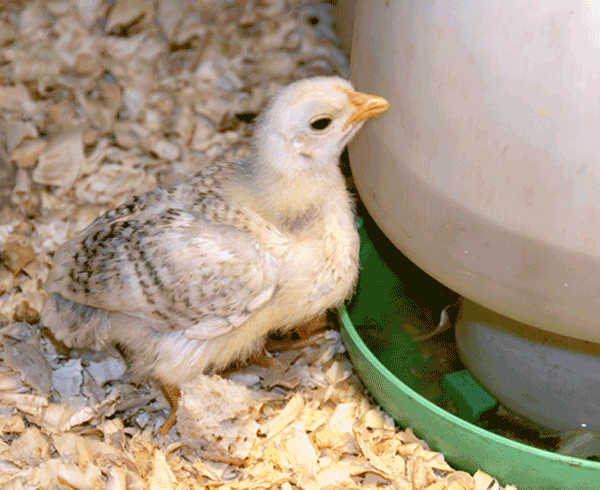 A young chicken drinks from water dispenser