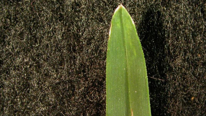 Goosegrass leaf blade tip shape