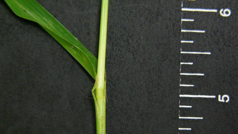 Goosegrass sheath margin