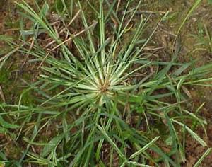 Photo of goosegrass