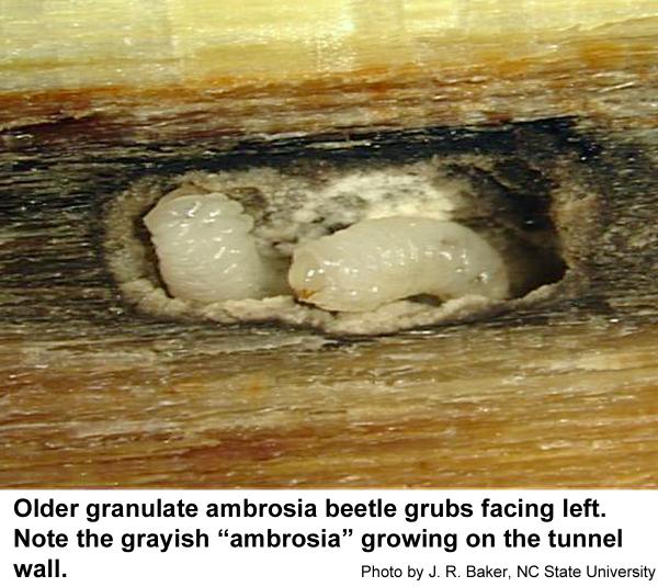 innoculate their tunnels with a fungus.