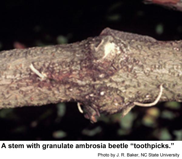 ambrosia beetles typically cause "toothpicks