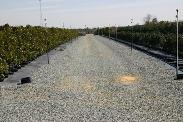 gravel area between sections of plants