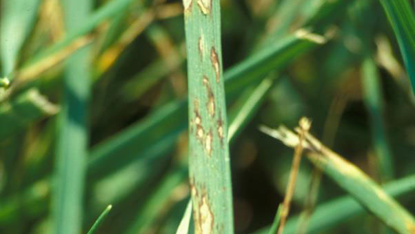 Gray leaf spot foliar symptoms