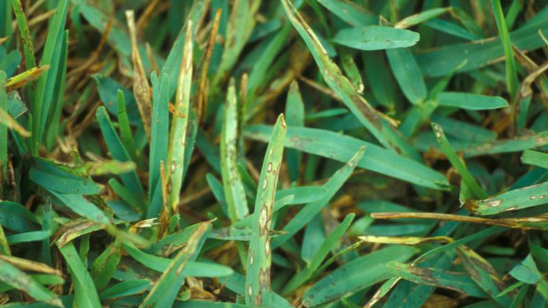 Gray Leaf Spot in Turf | NC State Extension Publications