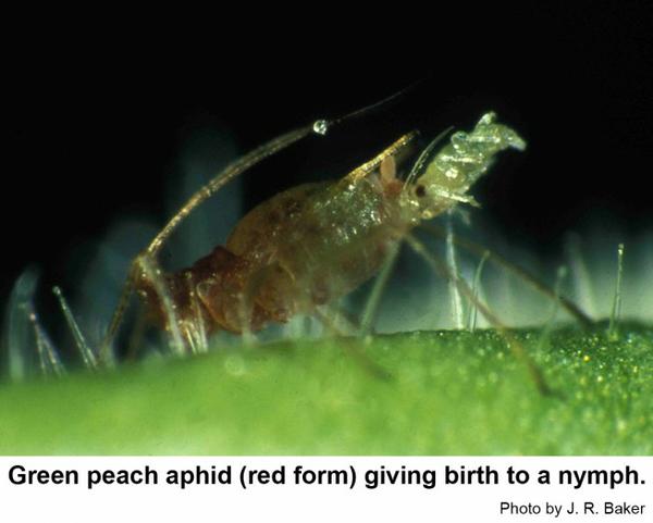 Green peach aphid giving birth side view