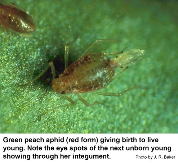 Green peach aphid giving birth to live young. Note the eye spots of the next unborn young showing through her integument