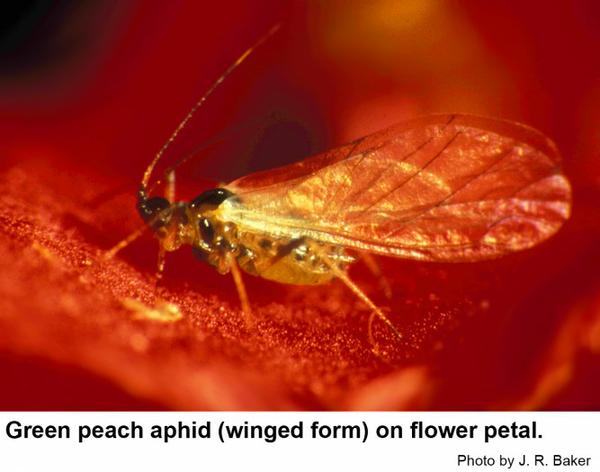 Green peach aphid (winged form) on flower petal