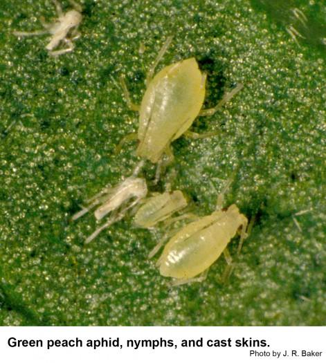 Green peach aphid, nymphs, and cast skins