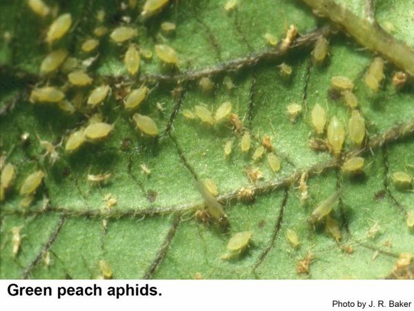 Green peach aphids on chrysanthemum.
