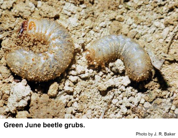 green June beetle grubs