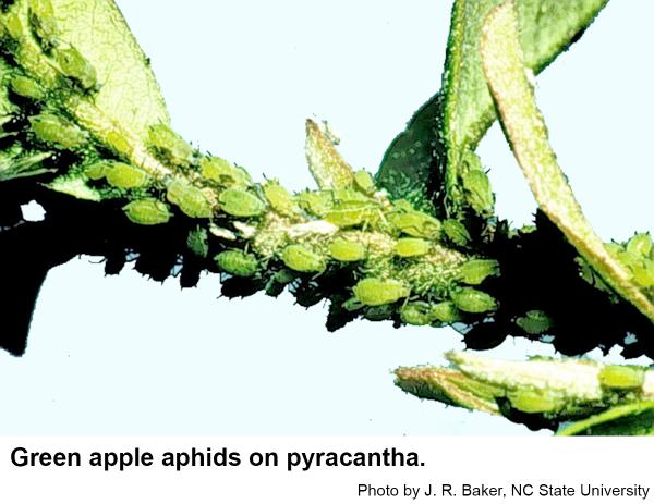 Green apple aphids