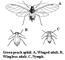 Green peach aphid. A. Winged adult. B. Wingless adult. C. Nymph.