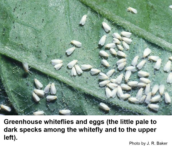 Greenhouse whiteflies