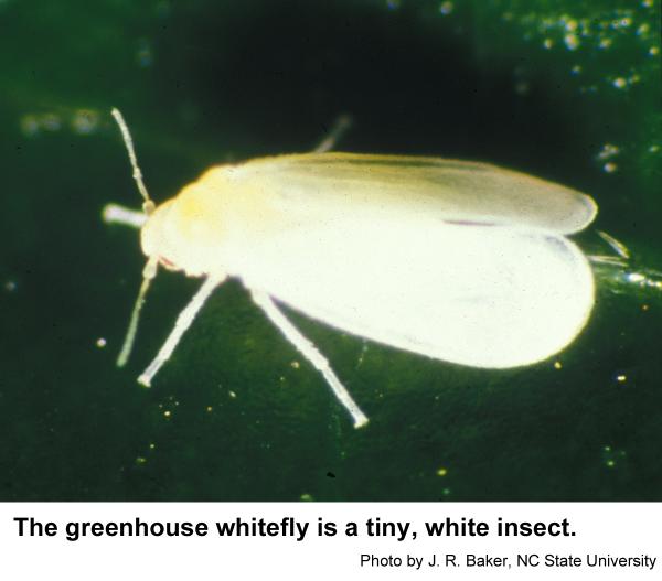 Greenhouse whiteflies usually stay on the lower surfaces of leav