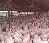 Turkeys are kept in grow-out houses until they reach market weig