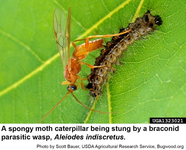 Several parasitic flies and wasps prey upon spongy moth caterpillars and pupae.