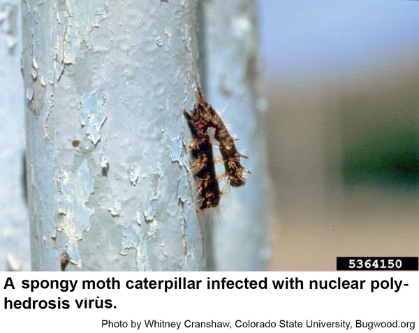 Nuclear polyhedrosis virus and Bacillus thuringienses bacteria are fatal