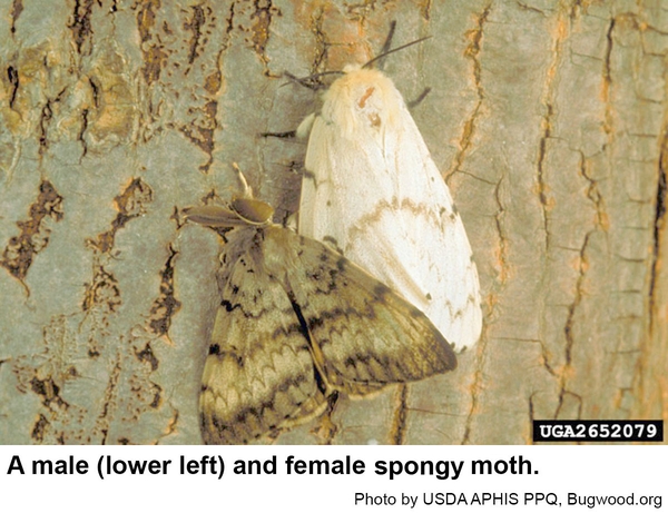 Spongy moth males are dark, females much lighter.