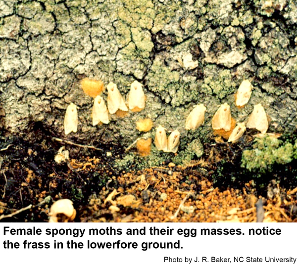 Females lay their egg masses anywhere they can crawl.