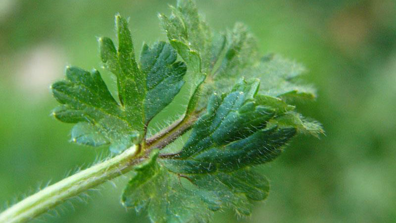 Hairy buttercup leaf hairs.