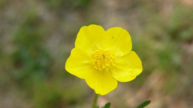Hairy buttercup growth flower.